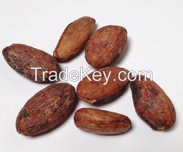 dried cocoa beans/dried grade a cocoa cacao chocolate bean
