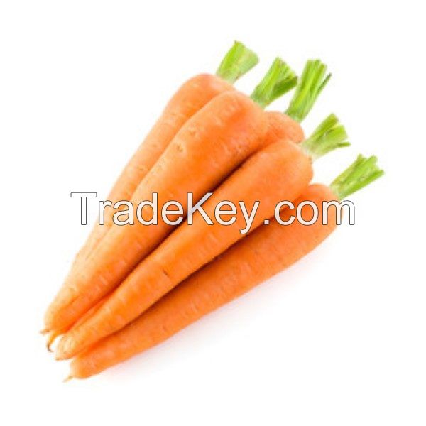 fresh carrot