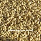 australian organic pearl barley