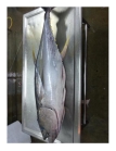 TILAPIAMALDIVES