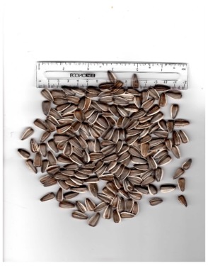 Sunflower seeds