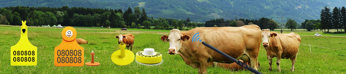 Anhui Raybaca Iot Technology Co., ltd