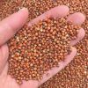 Red Sorghum available