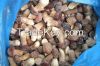 IQF Boletus Edulis Whole