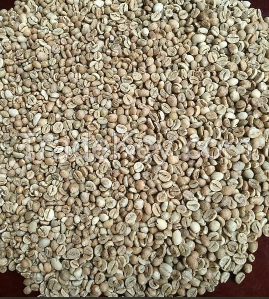 Robusta coffee beans 