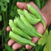 African Fresh Green Okra/ Fresh Green Okro