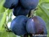 Bulgarian Fresh Organic Plums Stanley