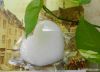 Konjac Sponge