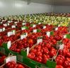 Fresh Red Capsicum