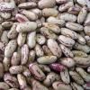 Sell Light speckled kidney beans