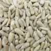 Supply All Kinds of White Sunflowers Seed Kernels No Shell New Crop