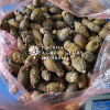 BOIL YOUNG BETEL NUT / ARECA NUT