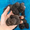 Enjoy Delicious Fresh Black Truffles