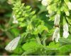 Herb seeds - Red sage, Chinese sage, tan shen, or danshen - Salvia miltiorrhiza