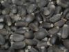 Sell Jatropha Seeds