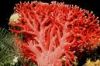 red corals, abalone shells