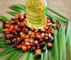 RBD Palm Oil