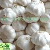 pure white garlic