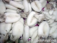 Mollusks