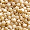 white sorghum