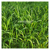 Kohenoor Ryegrass Seed - Boost Forage Quality and Milk Production