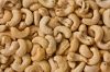 Cashew nuts , Cashew Nuts kernels, Raw Cashew Nuts W320, W240