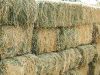 Dehydrated Alfalfa or Alfalfa/Lucerne Hay Bales / timothy hay bales