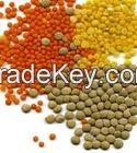 Export Quality Red & Green Lentils