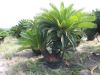 Cycas Revolute