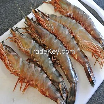 Quality Fresh Frozen, Black Tiger shrimp 