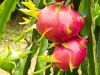 FRESH DRAGON FRUIT FROM VIETNAM