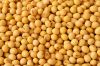 Best Quality Natural and Non- GMO Yellow Soybean/Seeds