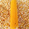 Top Selling Yellow Maize Corn Indian Yellow Maize Export Quality Stock Available For Sale