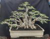 Premium Wholesale Ficus Bonsai