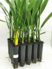 Tissue culture date palm plants