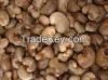 Cashew Nuts