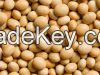 High Quality Rich Yellow Soy Bean