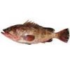 Reef Cod Fish