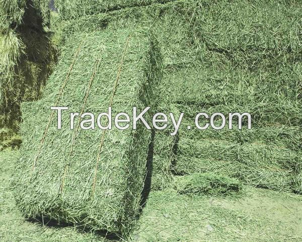 Dehydrated Alfalfa Hay Timothy Hay