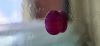 Natural Mozambique Ruby unheated 