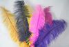 Ostrich Feathers