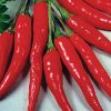 Red Chilli | Spices | Chilli Peppers