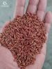 RED RICE