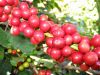 Robusta green coffee beans