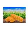 Direct Farm Price Dried Yellow Corn For Animal Feed / Wholesale yellow corn For Human And Animal Consumption