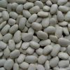 Large White Kidney Beans