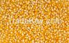 High quality yellow corn (maize) from Ukraine