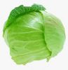 fresh cabbage suppliers denmark