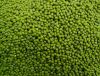 Mung Beans