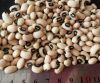 cowpea